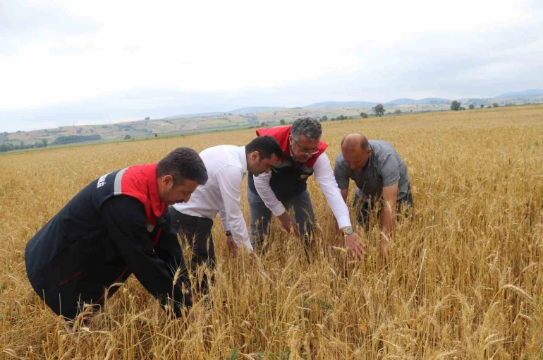 Samsun’da dolu afetinde 40 bin dekar tarım arazisi olumsuz etkilendi