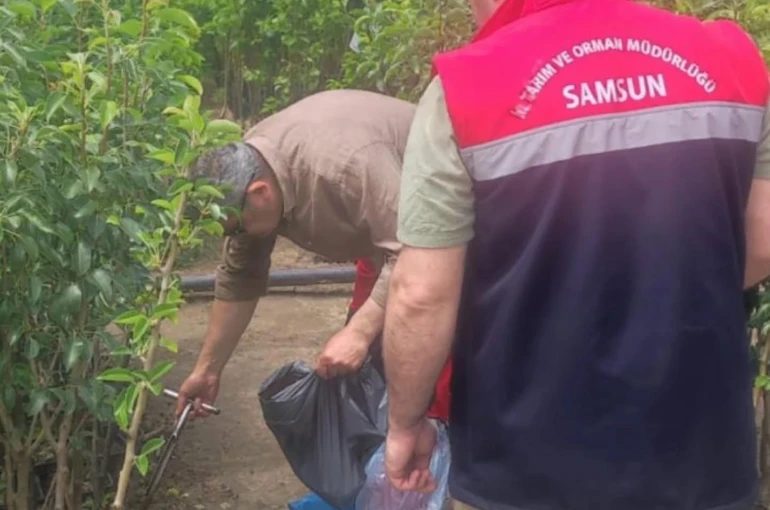 Samsun’da fidancılık işletmeleri mercek altında