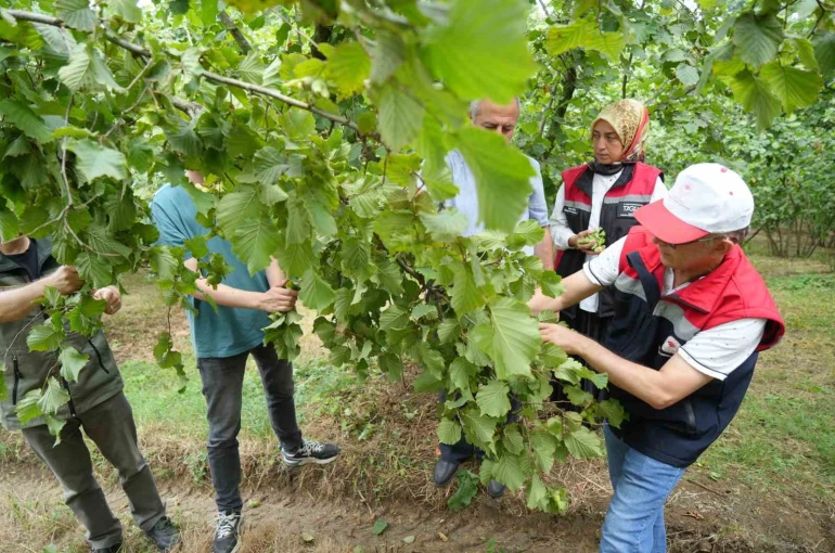 Samsun’da fındıkta rekolte mesaisi: Bahçelerde sayım başladı