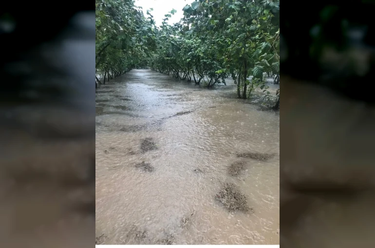 Samsun’da sağanak: Fındık bahçeleri göle döndü 