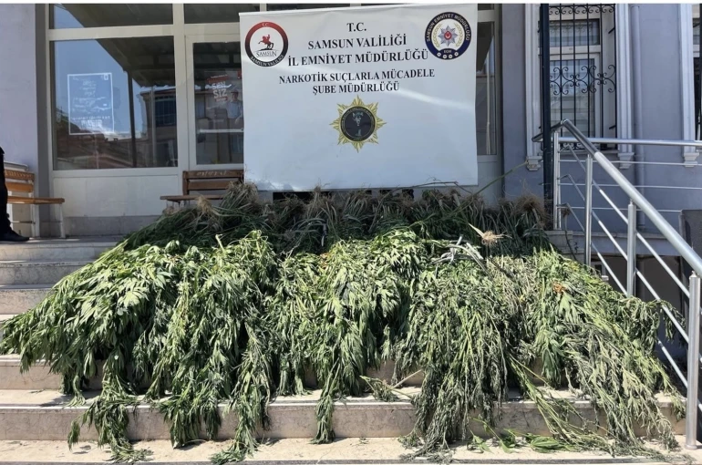 Samsun’da uyuşturucu operasyonu: Hasat edilmeye hazır 782 kök kenevir ele geçirildi