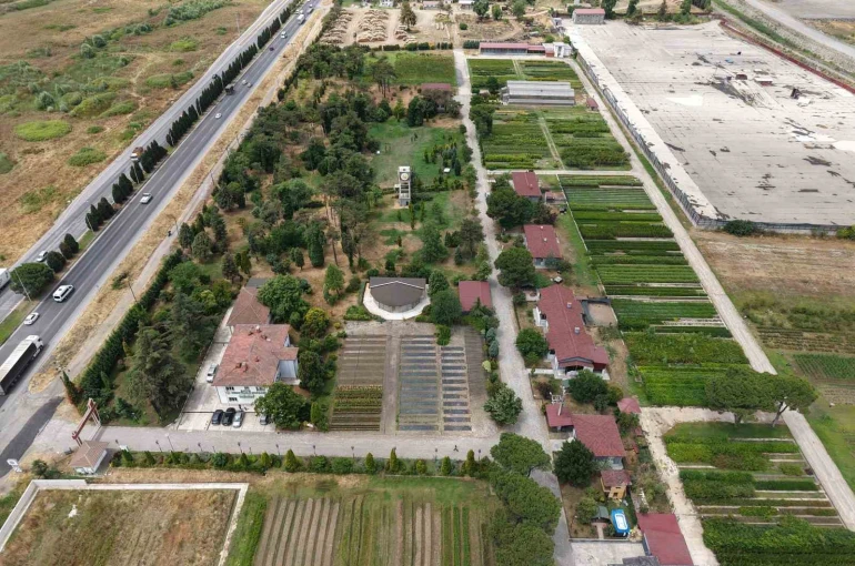 Samsun’dan ’Yeşil Vatan’a yılda 3 milyon fidan