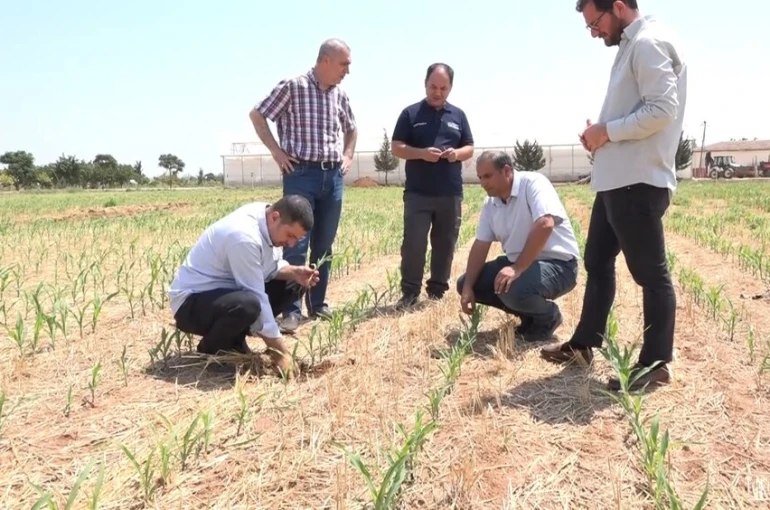 Şanlıurfa’da anız yakılmadan ekilen mısır ve pamukta yüksek verim