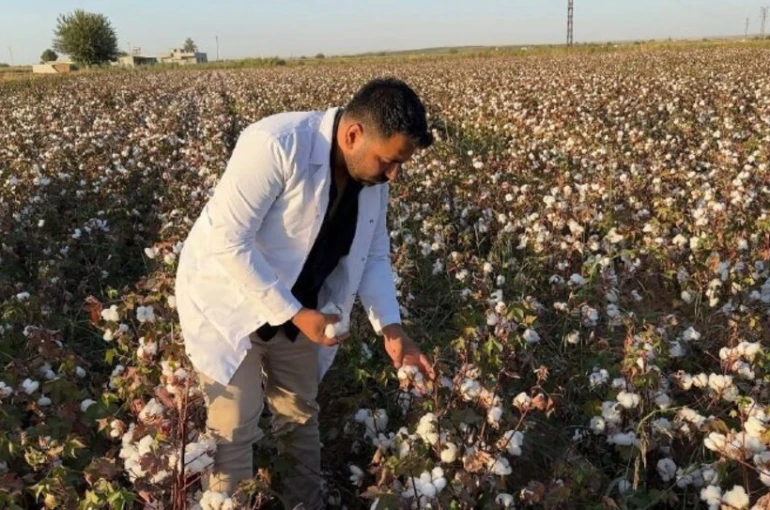 Şanlıurfa’da beyaz altın hasadı başladı