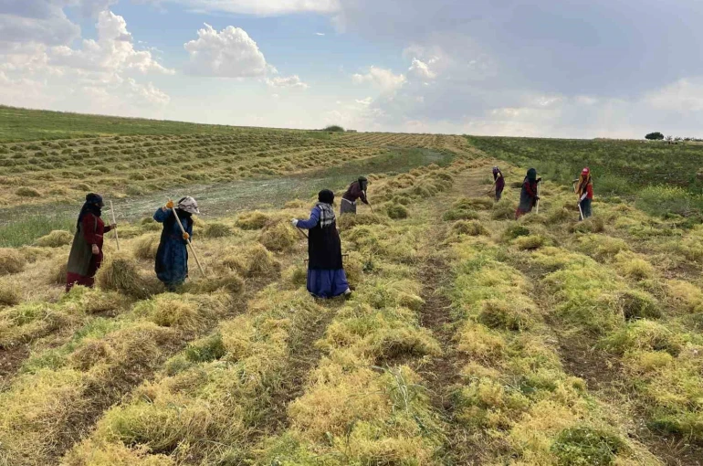 Şanlıurfa’da mercimek hasadı başladı