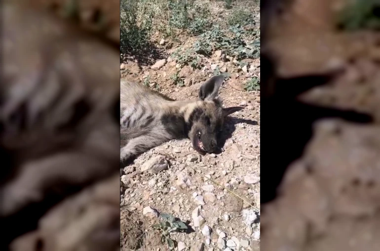 Şanlıurfa’da nesli tehdit altındaki çizgili sırtlan ölü bulundu
