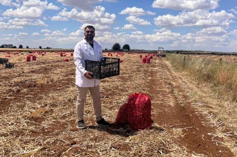 Şanlıurfa’da sarımsak hasadı devam ediyor