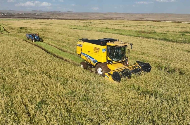 Şanlıurfa’da yetişen Karacadağ pirincinde hasat başladı