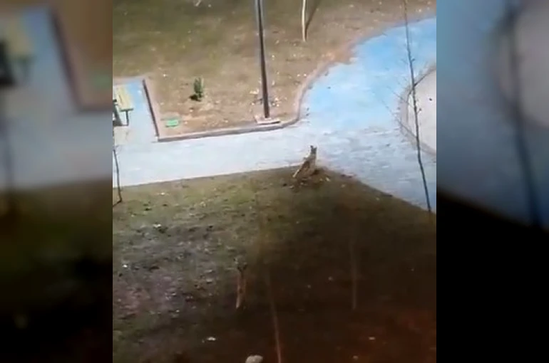 Şanlıurfa’da yiyecek arayan 2 tilki kent merkezine indi