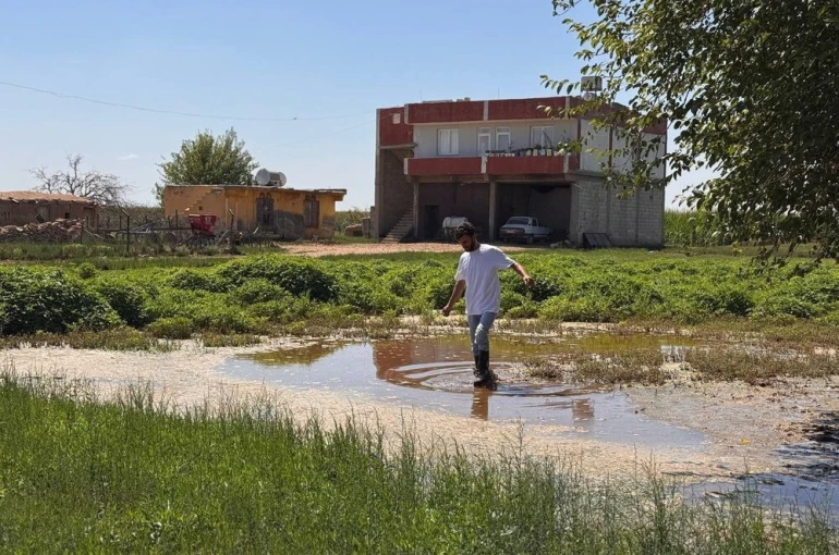 Şanlıurfa’da yükselen taban suyu ev ve tarlaları yuttu