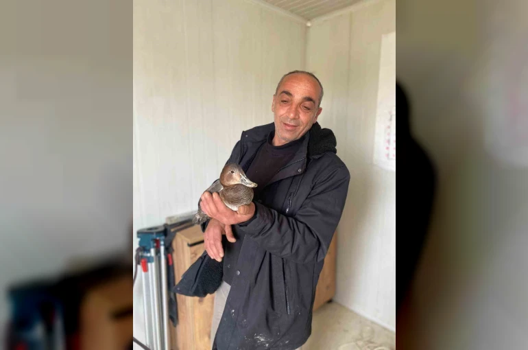 Şantiyede yaralı halde bulduğu ördeğe çocuğu gibi baktı