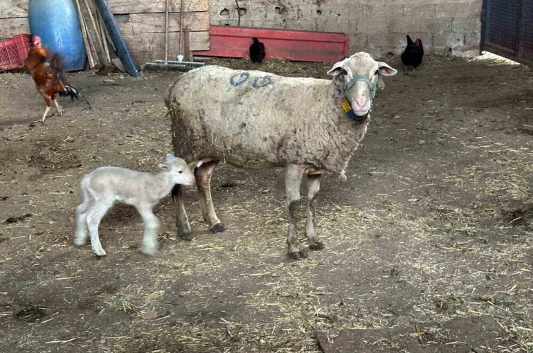 Şapa karşı ’hayvanlara küflü domates yedirmeyin, idrar içirmeyin’ uyarısı