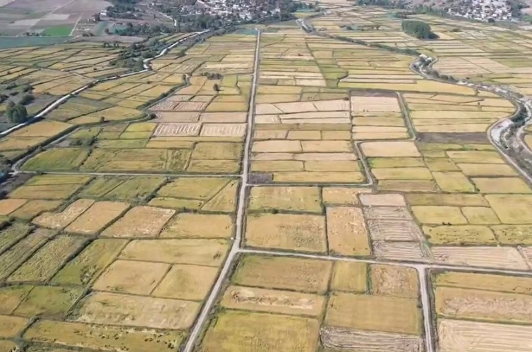 Saraydüzü’nde çeltik hasadı başladı
