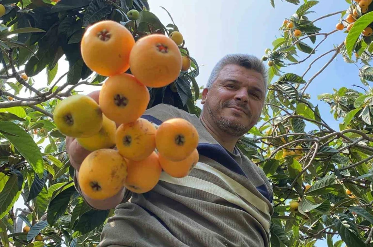 ’Sarı altın’ yenidünyada hasat başladı: İç pazara 50-100 TL’ye, dış pazara 4 dolara gönderiliyor