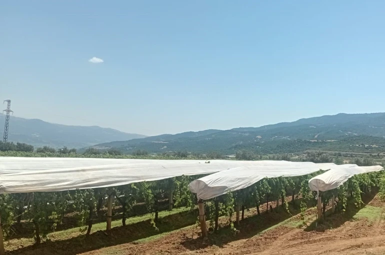 Sarıgöl Ovası beyaza bürünmeye başladı