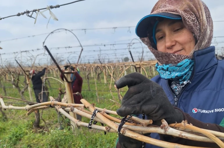 Sarıgöl Ovası’ndaki bağlarda hummalı çalışma