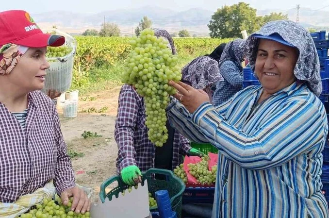 Sarıgöl’de 5,5 kiloluk üzüm salkımı