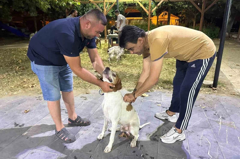 Sarıgöl’de av köpeklerine kuduz aşısı seferberliği