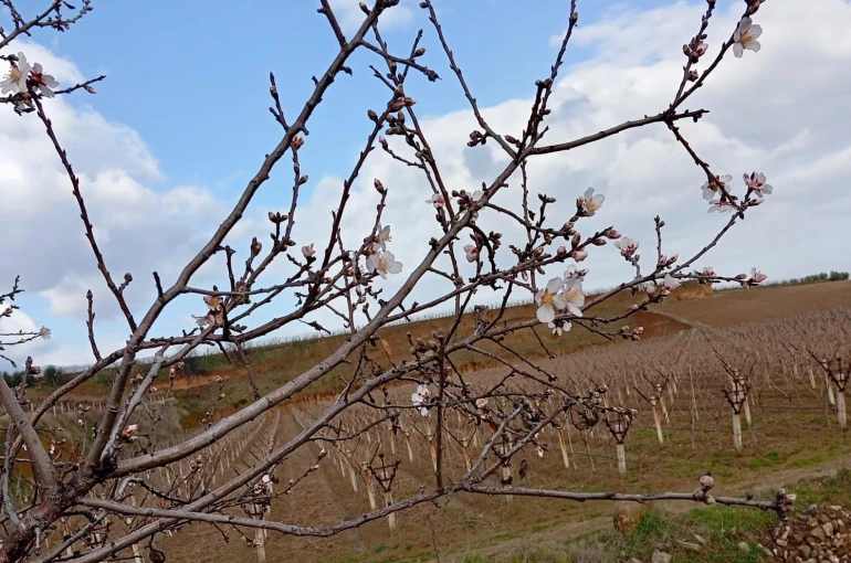Sarıgöl’de badem ağaçları çiçek açtı