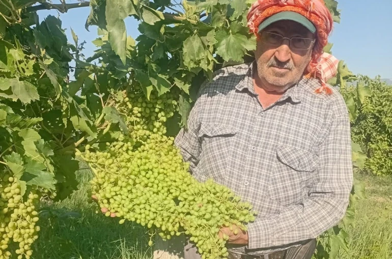 Sarıgöl’de dev salkımlar ihracat yolunda