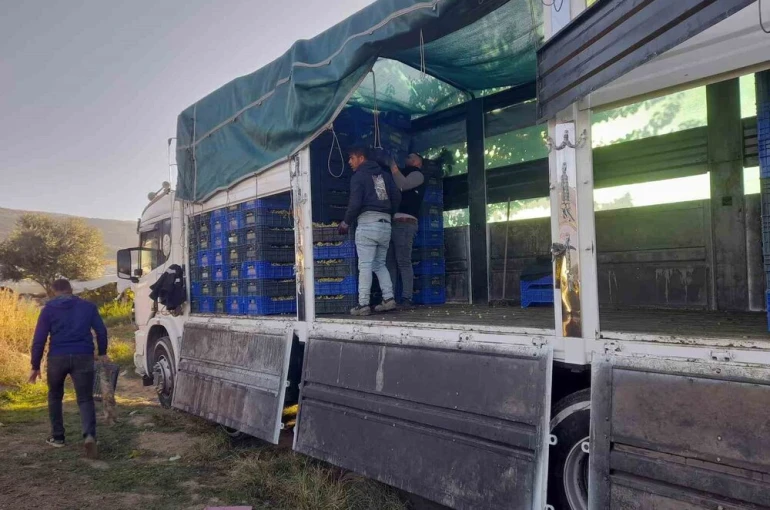 Sarıgöl’de örtüaltı üzüm hasadı devam ediyor