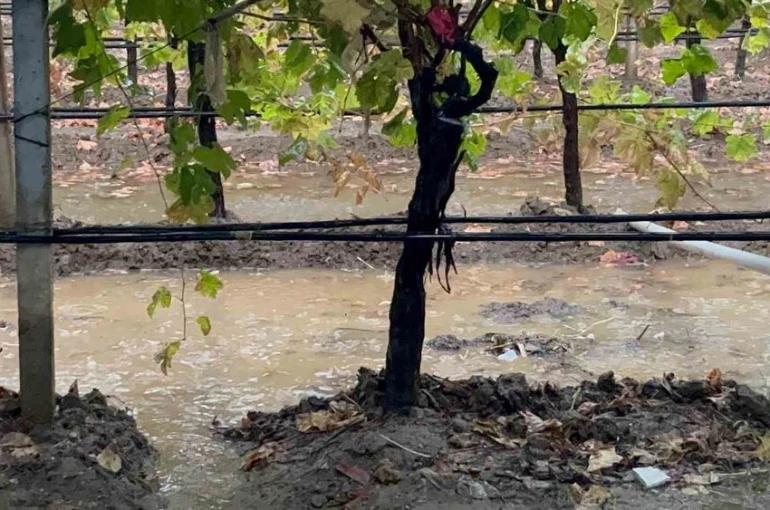 Sarıgöl’de özlenen yağışlar çiftçinin yüzünü güldürdü