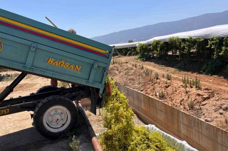 Sarıgöl’de şaraplık üzüm alımları başladı