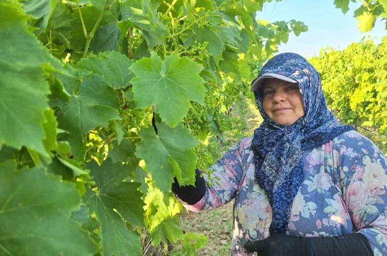 Sarıgöl’de üzüm bağlarında imece mesaisi 