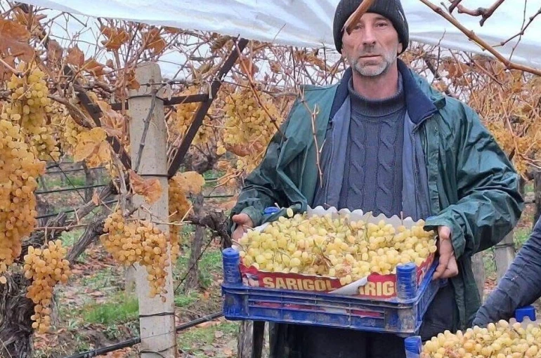 Sarıgöl’de üzüm hasadında sona gelindi