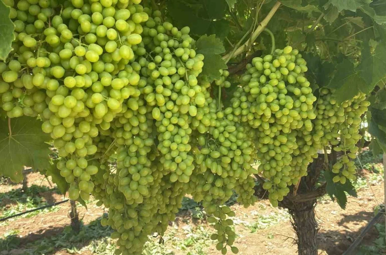 Sarıgöl’ün üzüm salkımları göz kamaştırıyor