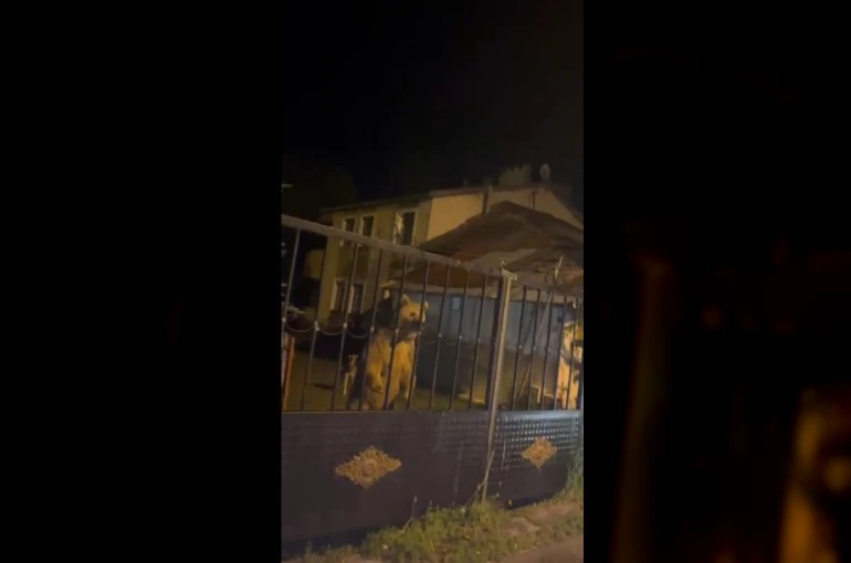 Sarıkamış’ta bu kez roller değişti: Vatandaş dışarıda bekledi, ayılar bahçede misafir oldu
