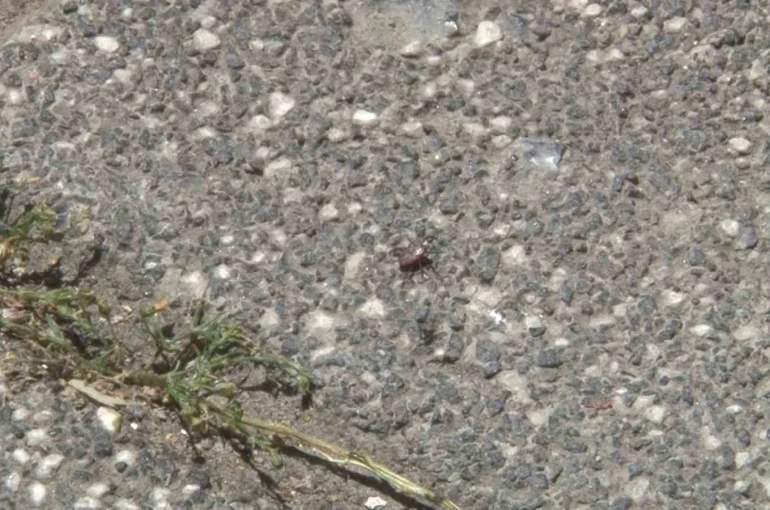 Sarıyer’de kene alarmı, tedirgin olan mahalleli: "Arkadaşlar belediyeyi aramasına rağmen kimse gelip ilgilenmedi"