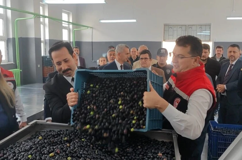 Şarköy’de zeytin hasadı yapıldı