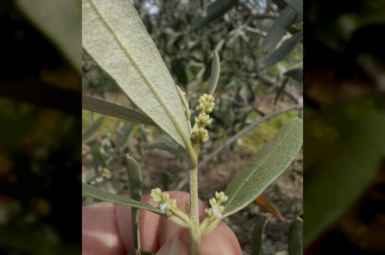 Şarköy’de zeytin üreticilerine kritik uyarı
