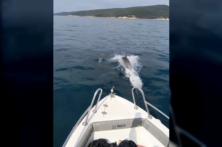 Saros Körfezi’nde yunuslar tekne ile yarıştı