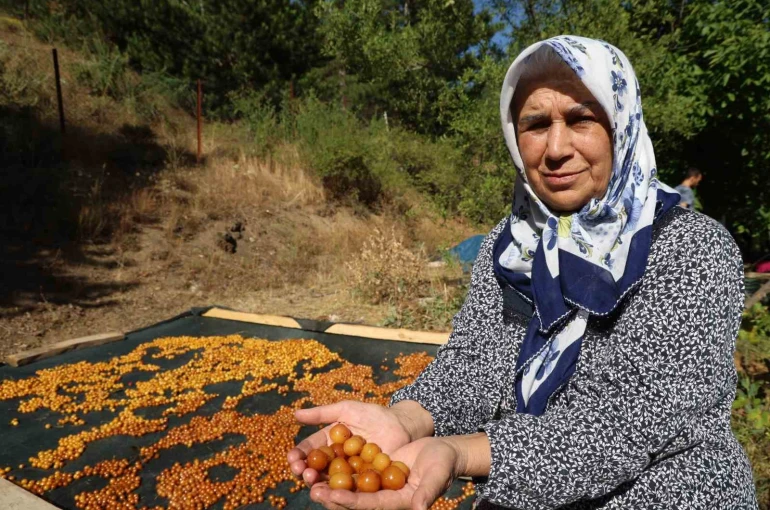 Satılamayan kirazlar kurutularak kışlık çereze dönüştürülüyor