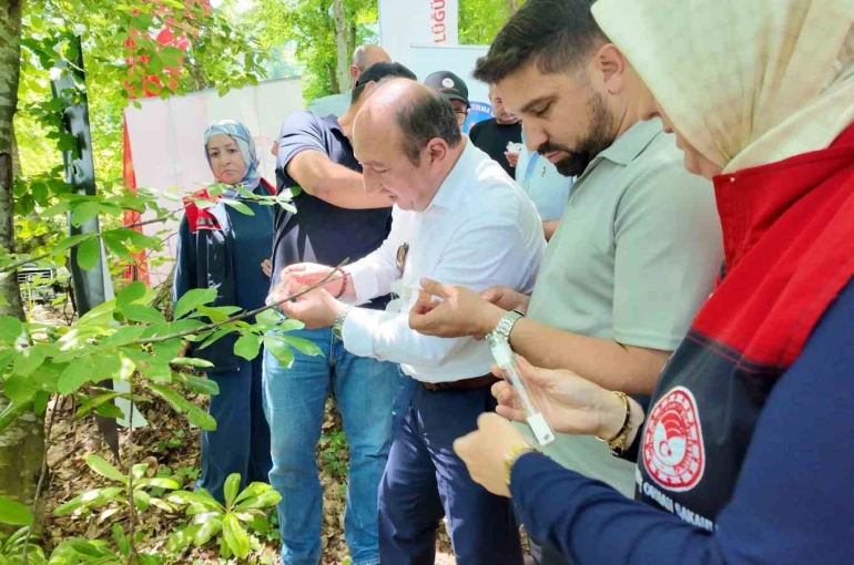 Savaşçı arılar kahverengi kokarcalar için salındı