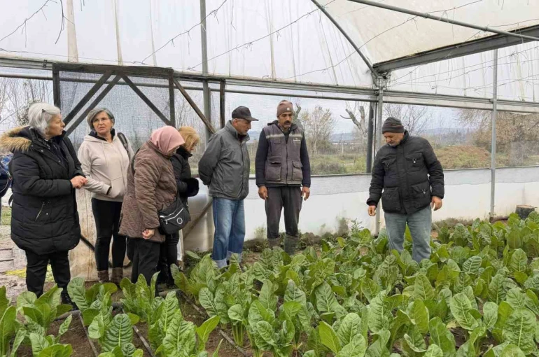 "Saygınlar Kulübü" üyeleri serada hasat yaptı