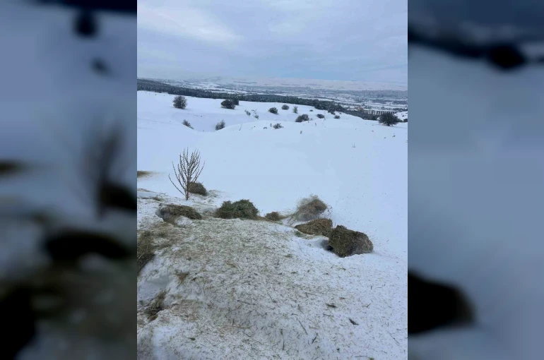 SCÜ, Yabani hayvanlar için doğaya yem bıraktı