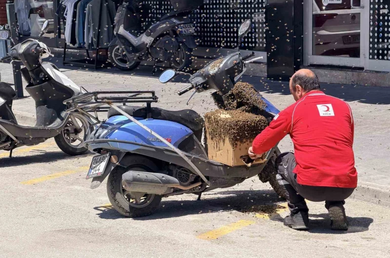 Şehrin göbeğinde oğul veren arılar ilgi odağı oldu