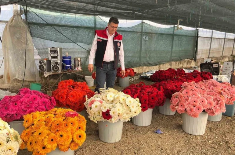 Serada sebzeden gerberaya: Üretim çeşitliliği dikkat çekiyor