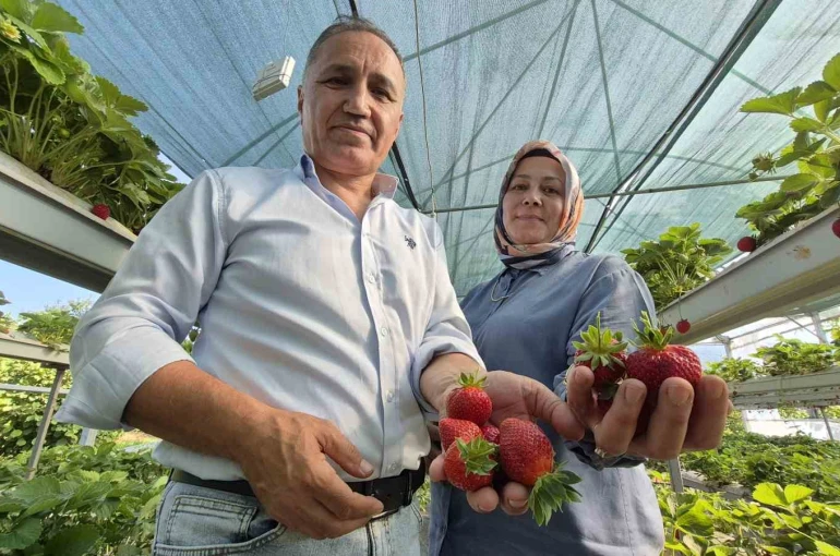Serada topraksız yetiştirdikleri çilek yaşam enerjileri oldu