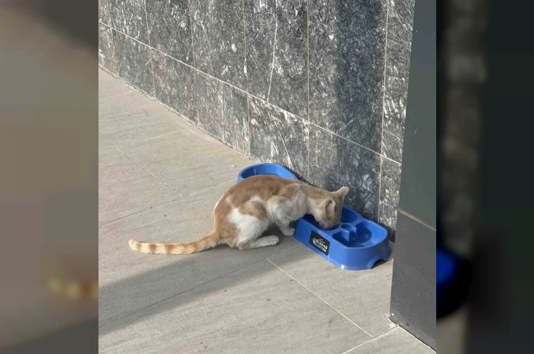 "Sevgimiz, Enerjimiz Sizinle" Projesi sokak hayvanlarına umut oldu