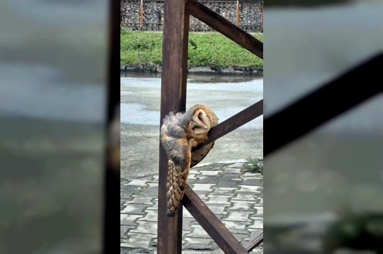 Sevimli Baykuş sokak direğinde uyuya kaldı