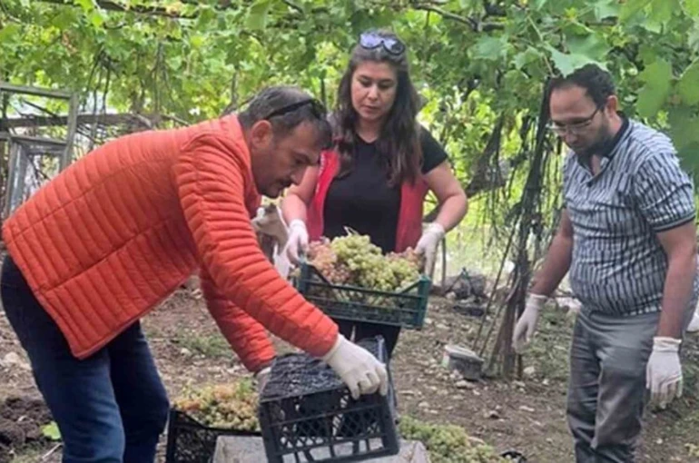 Seydikemer’de bazı üzümlerde yasaklı aktif madde tespit edildi