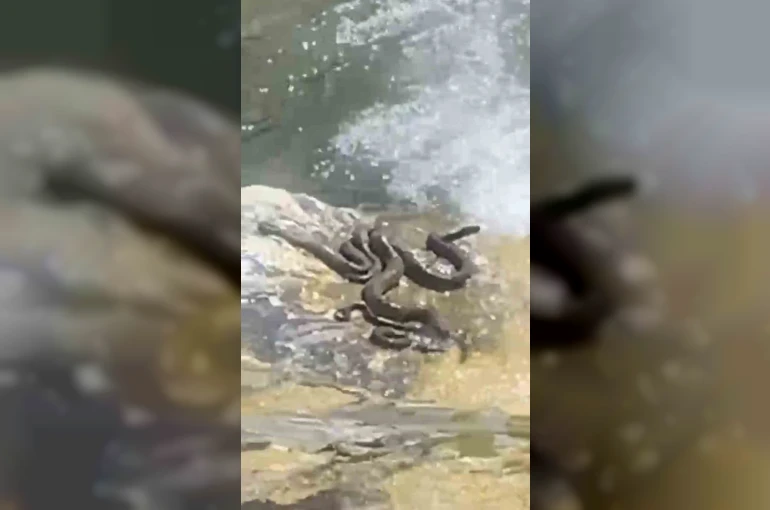 Sıcaktan bunalan yılanlar su kenarında serinledi