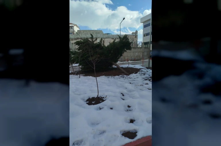 Şiddetli rüzgar hastane bahçesindeki çam ağacını devirdi