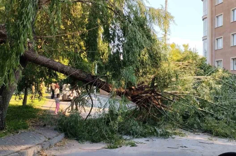 Şiddetli rüzgar parktaki ağacı devirdi