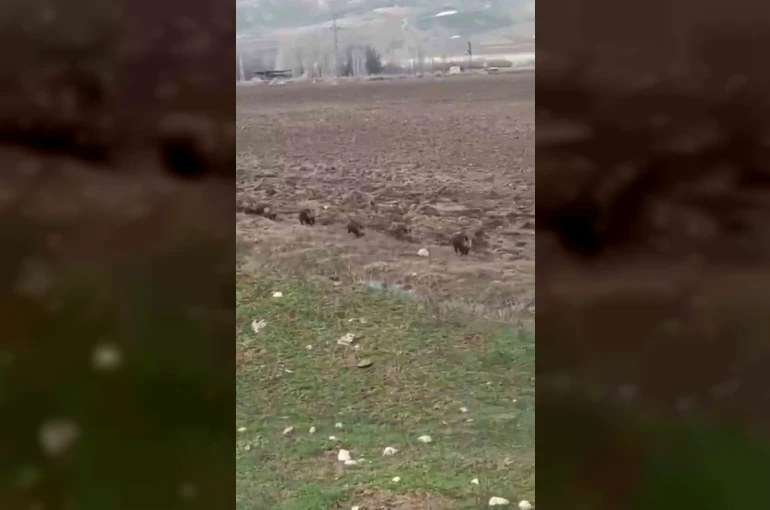 Siirt’te domuz sürüsü görüntülendi