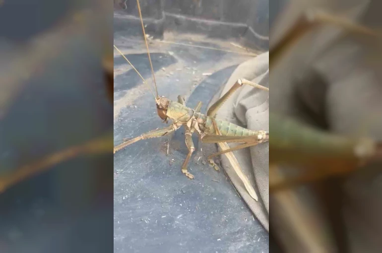 Siirt’te etçil çekirge görüldü